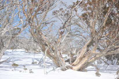 Winter Tree